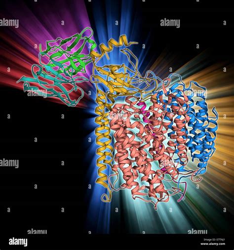 Cytochrome C Oxidase Molecular Model Of A Cytochrome C Oxidase Enzyme