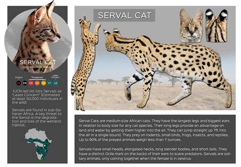 Serval Cats