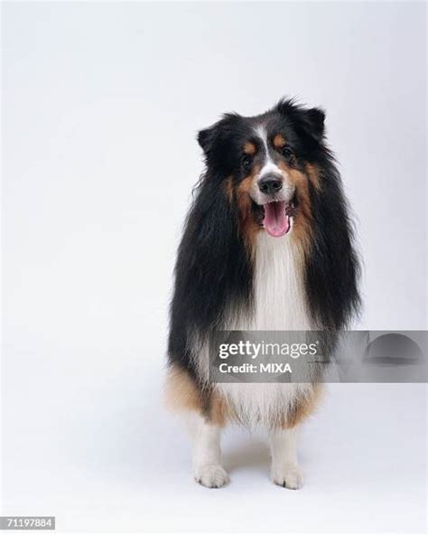 478 Long Haired Collie Stock Photos, High-Res Pictures, and Images ...