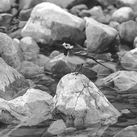 Pied Wagtail Kettlewell 07 05 2024 Rich Roylance Flickr