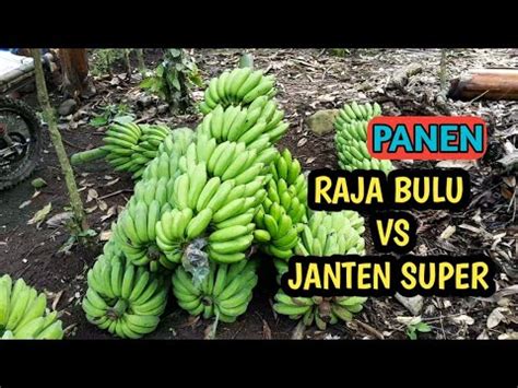 PANEN PISANG RAJA BULU SUPER VS ULIN YouTube