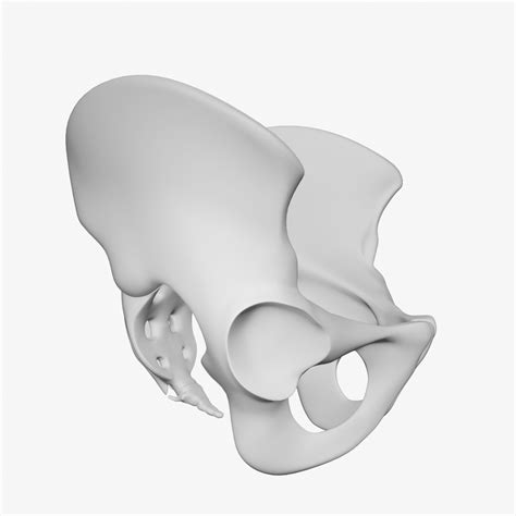 Pelvis male 3D model - TurboSquid 1647740