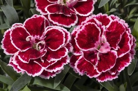 Dianthus Constant Beauty Crush Burgundy Pinks Garden Center Marketing