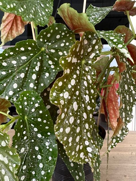 Polka Dot Angel Wing Begonia Maculata Tags Begonias Spotted Begonia