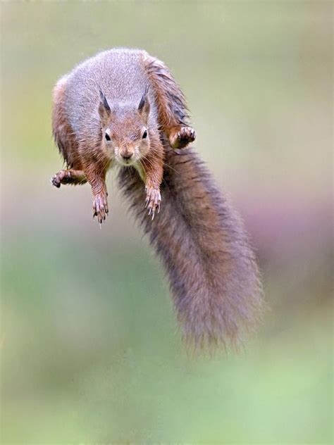 Red Squirrel Leaping Red Squirrel Animals Squirrel