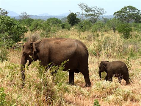 Udawalawe Safari Camp | Safari Camping in Udawalawe | Udawalawe Safari ...