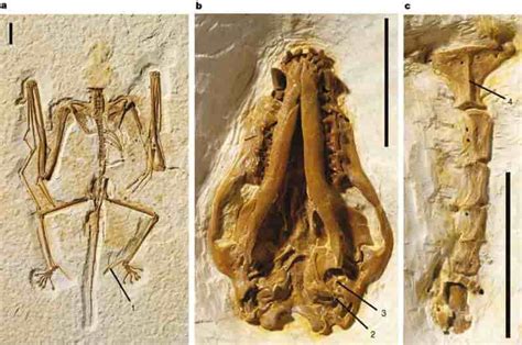 Researchers discover 16 million-year-old bat fossil | Geology Page