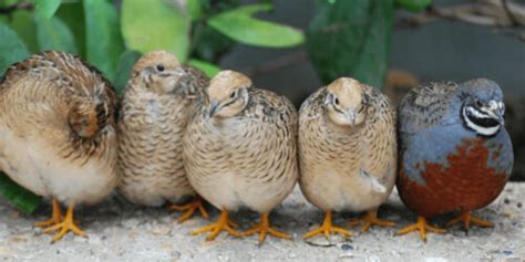 12 Fertile Button Quail Buttonquail Eggs Fresh Hatching Eggs Ebay