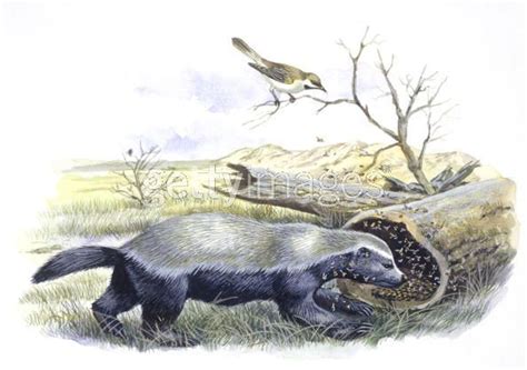 Honeyguide Bird And Badger1 594×418 Honey Badger Zoology Giclee