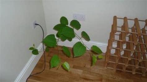 Japanese Knotweed Invasion Causes Hertfordshire Home Price Drop Bbc News