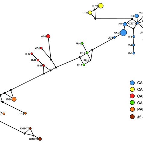 Maximum Likelihood Ml Tree Of Combined Coi And 16srdna Haplotypes Of