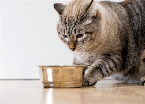 Oude Kat Eet Niet Meer Wat Is Er Aan De Hand