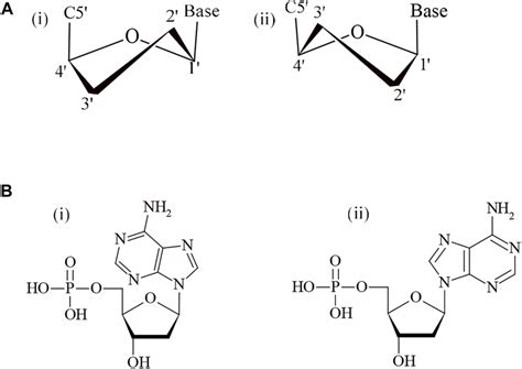 A Sugar Pucker In DNA I C2 Endo And Ii C3 Endo B