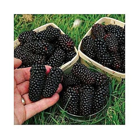 Fresh Blackberry Fruit At Rs 800kilogram Black Berry Fruit In