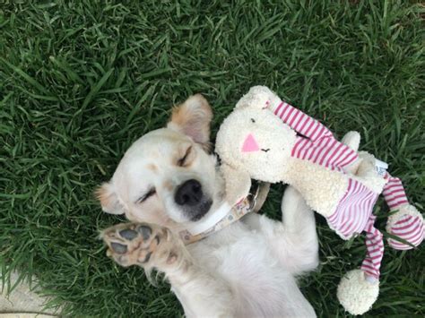 Retrato De Ngulo Alto De Un Perro Acostado En La Hierba Foto Premium