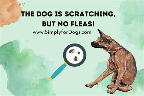 The Dog is Scratching, But No Fleas! (What Bothers Them?) - Simply For Dogs