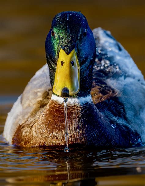 Voting - Alabama Wildlife Center
