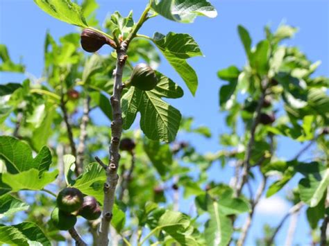 La fraise origine fruit variétés bienfaits récolte utilisation