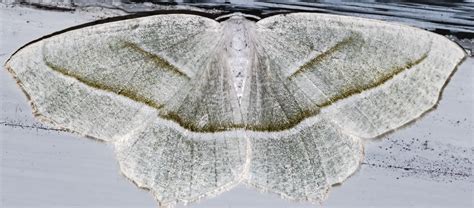 27 Common Moths In New Jersey 2023 Bird Watching Hq