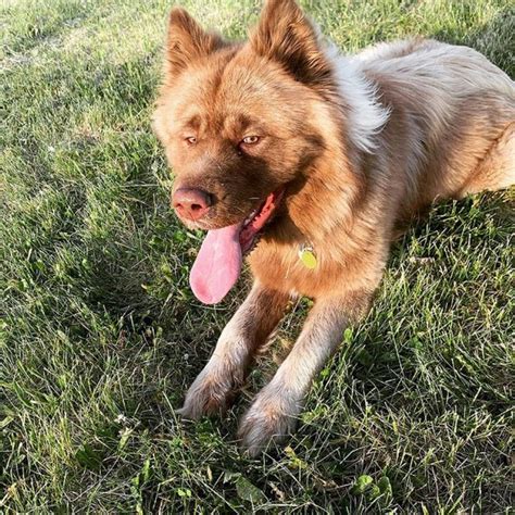 Siberian Husky Akita Mix The Ultimate Huskita Guide