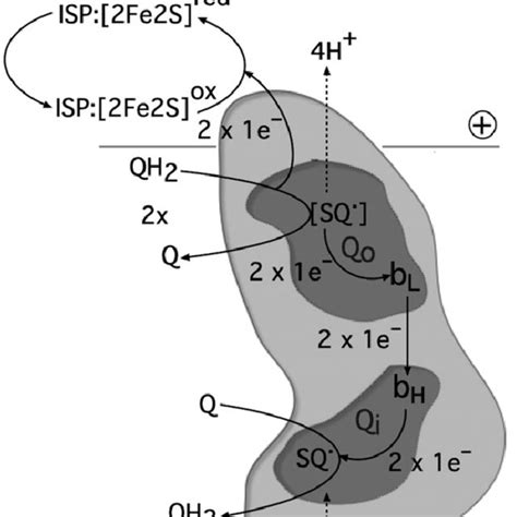 Schematic Sketch Of The Electron And Proton Transfer Pathways Of The