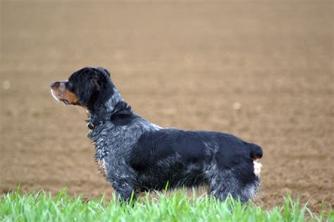 Chiot Elevage Des Plumes Des Marais Du Cotentin Eleveur De Chiens