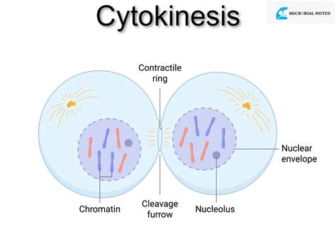 Mitosis And Its Phases Microbial Notes