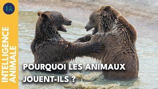 Documentaire Quels Sont Les B N Fices Du Jeu Chez Les Animaux