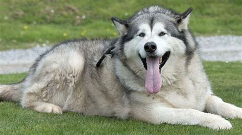 Animaux Le Plus Gros Chien Du Royaume Uni Est Au R Gime