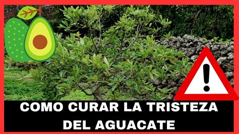 Como Controlar Y Curar Un Arbol De Aguacate Enfermo De Phytophthora