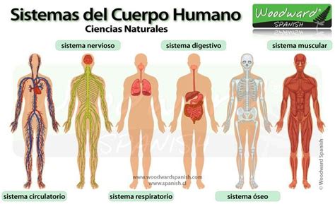 Los Sistemas Del Cuerpo Humano Definición De Sistema Un Sistema Es Un Conjunto De órganos Y