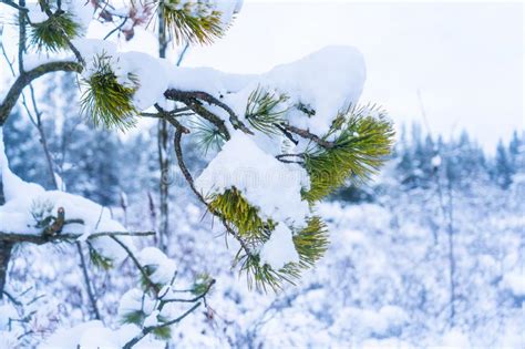 Deposits January Canadian Parents For French British Columbia