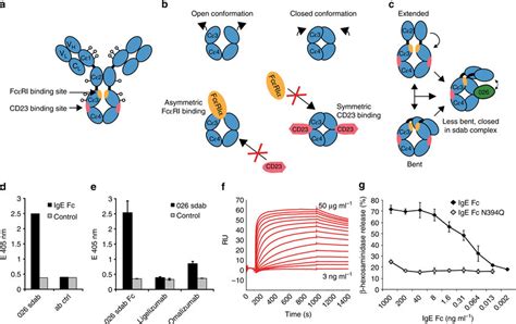 Organization And Conformational Rearrangements Of The Ige Fc A Ige And