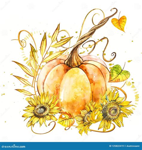 Pumpkin With Sunflowers Hand Drawn Watercolor Painting On White