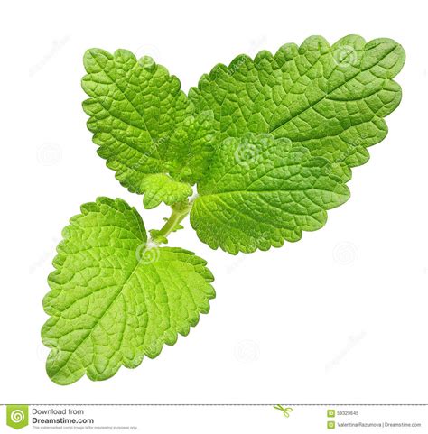 Green Lemon Melissa Mint Leaves Stock Image Image Of Mint Herb