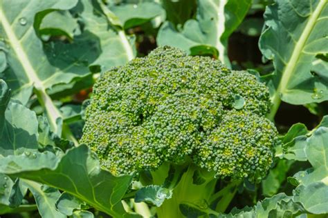 Broccoli Gardening From Seed To Harvest Gardening Maven