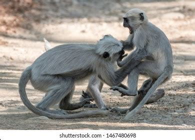 464 Langoor Monkey Images, Stock Photos & Vectors | Shutterstock