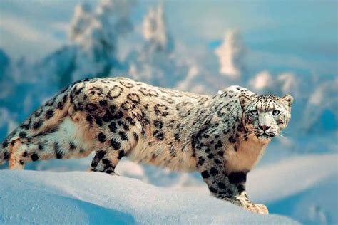 9 Characteristics of Snow Leopards - Wildlife Informer