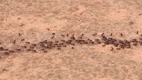 Black Ants In Natural Forest Walking In A Row On The Ground To Move