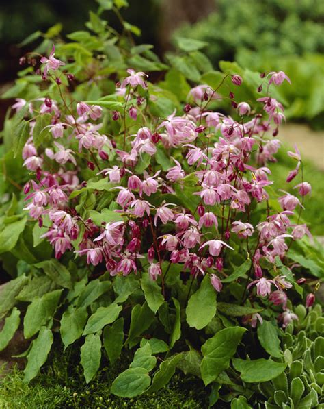 Epimedium Roseum De Vroomen Garden Products Professional