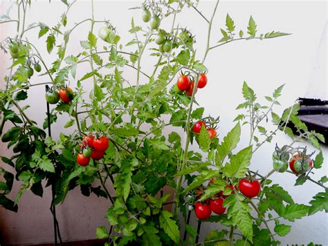 Uprawa Pomidorow Na Balkonie Love Natura Kochamy To Co Naturalne