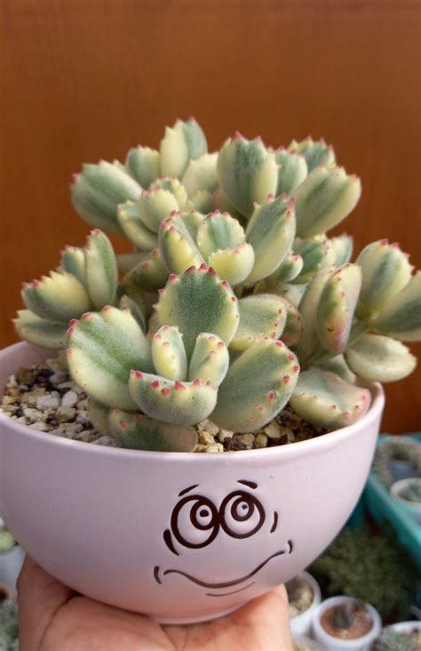 Cotyledon Tomentosa Variegata Garrita De Oso Succulent Pots Trees