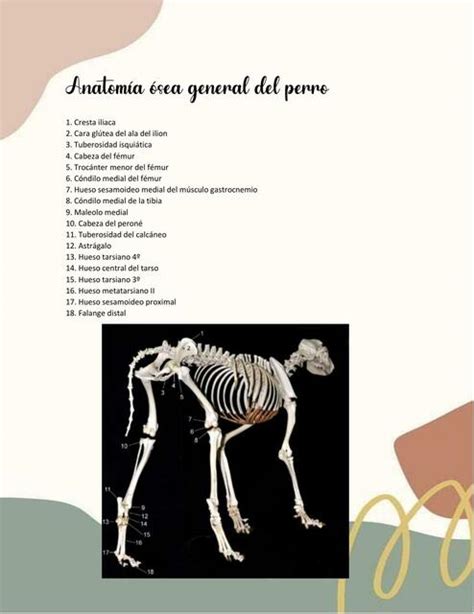 Anatomía ósea general del perro fraii uDocz