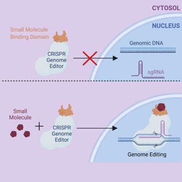 Controlling Crispr With Small Molecule Regulation For Somatic Cell