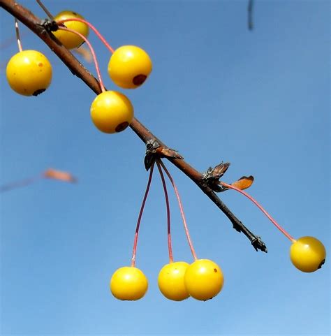 "Yellow Berry Tree" by Clubohara | Redbubble