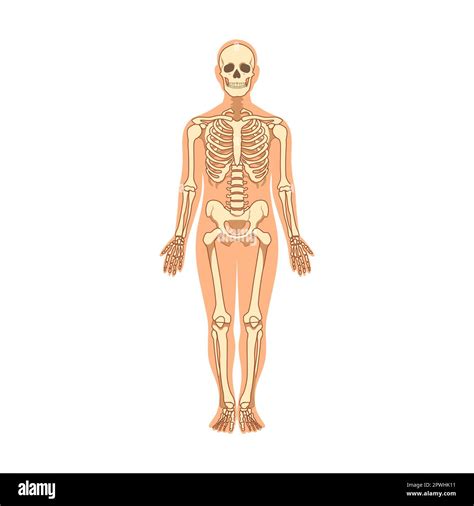 Muscles Et Os Dans L Illustration Du Vecteur Du Corps Humain Homme De