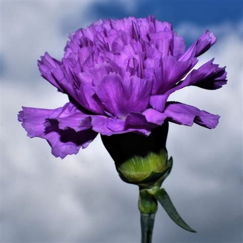 Purple Carnation Symbolism Top 11 Meanings Give Me History