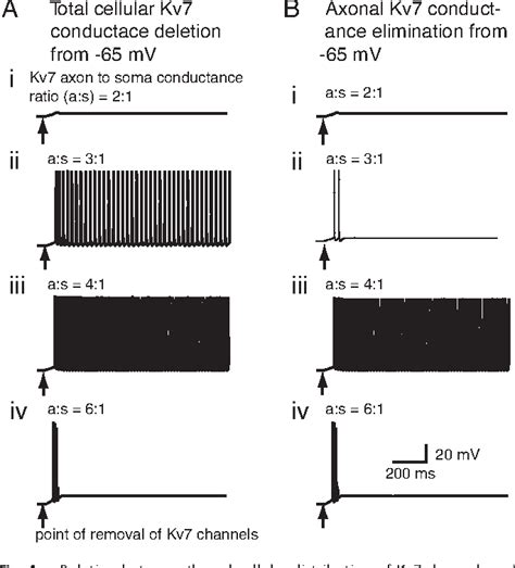 Figure 4 From Functional Significance Of Axonal Kv7 Channels In