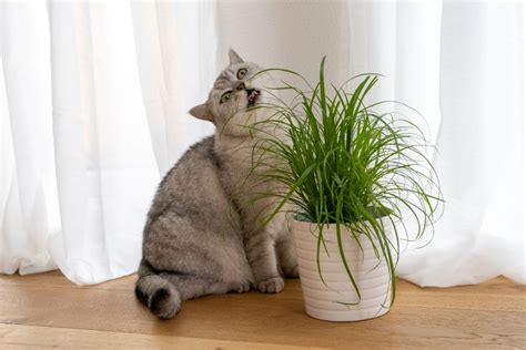 Graminha Para Gatos Descubra Como Plantar E Quais Os Benef Cios Para O