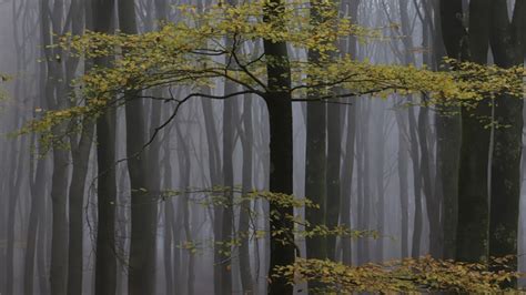 Meer Bos Verdwijnt Dan Er Aangeplant Wordt In Nederland Vroege Vogels